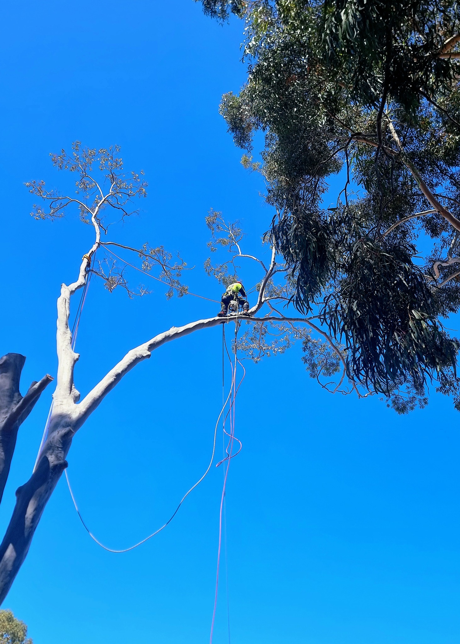 Technical tree climbing work in Australia